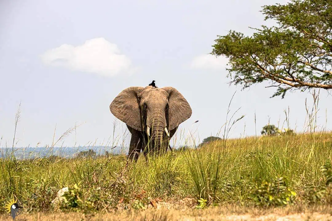 elephant in murcison